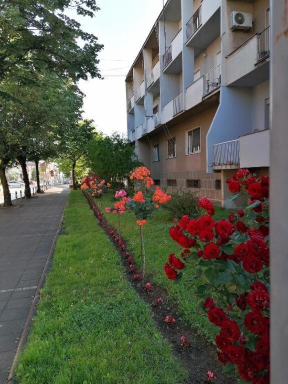 Apartman Borak Daire Kladovo Dış mekan fotoğraf